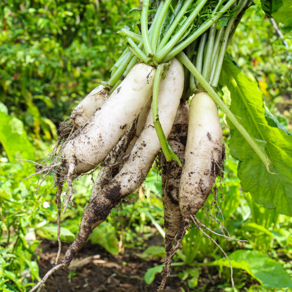 Radish - Mooli Minowase - Image 3