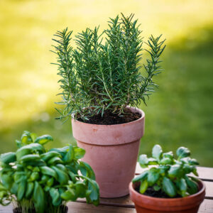 Herb Rosemary