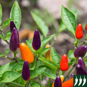 Dwarf Pepper Hot Roxi