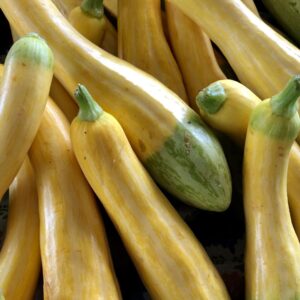 Squash Summer Zephyr F1
