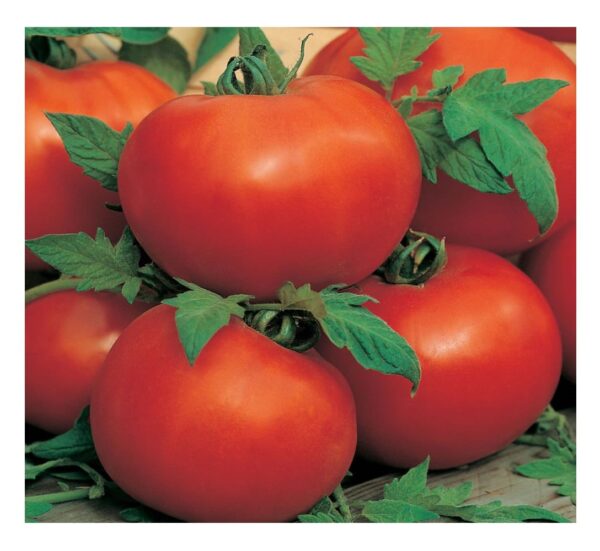 Tomato - Ailsa Craig - Premier Seeds Direct