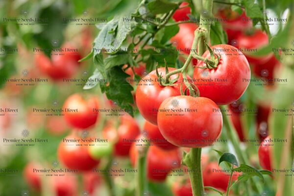 Tomato - Homestead