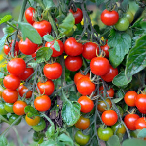 Outdoor Girl cherry tomatoes ripening on the vine with leafy green foliage