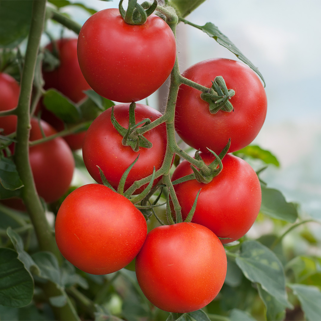 Beautifully ripe red Outdoor Girl tomatoes growing in a greenhouse polytunnel with dark green leafy foliage