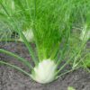 Fennel Florence