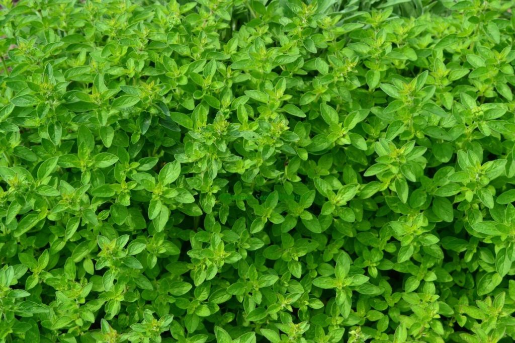 Herb Oregano Premier Seeds Direct