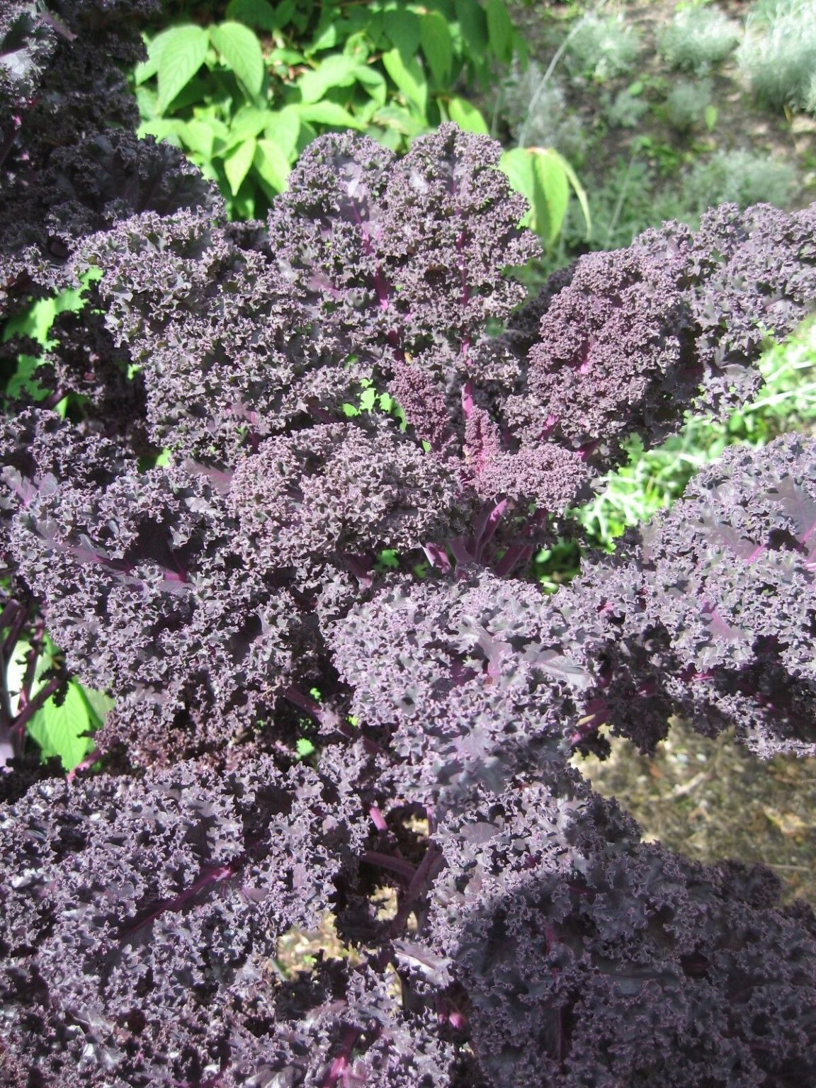 Kale Borecole Scarlet Premier Seeds Direct