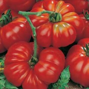 Tomato - Marmande Superprecoce