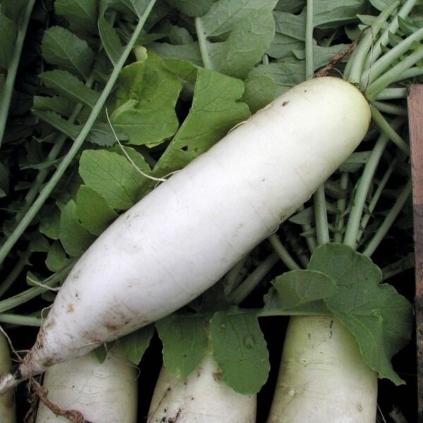 Radish - Mooli Minowase - Image 2