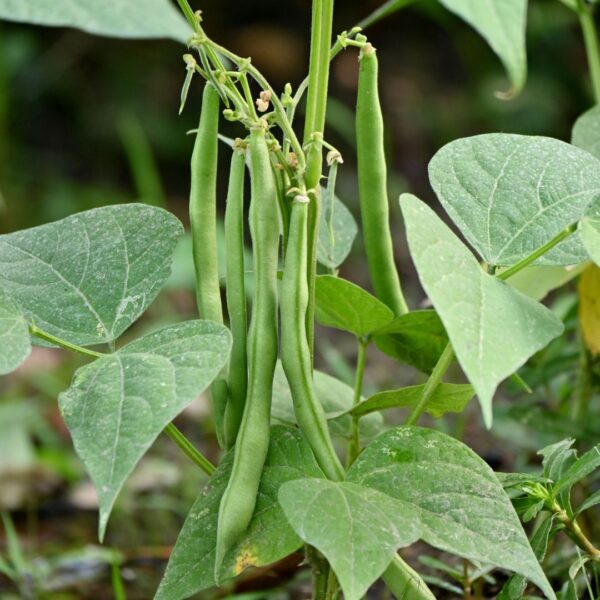 Dwarf French Bean Safari