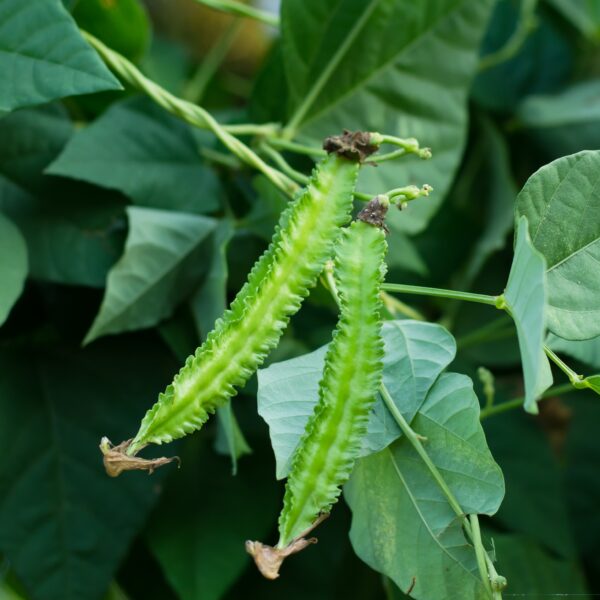 Asparagus Pea - Image 2