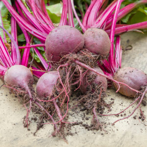Beetroot Boltardy