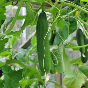 Cucumber Telegraph (Greenhouse)