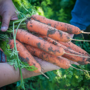 Freshly harvested Resistafly Carrots with mud in a hand