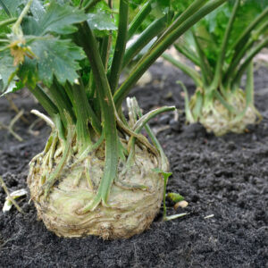 Giant Prague Celeriac growing in the ground
