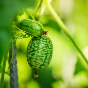 A beautiful green cucamelon growing on the plant with blurred green background