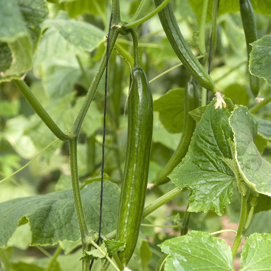 Cucumber Telegraph (Greenhouse)