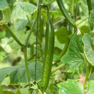 Long, thin, deep green Telegraph Cucumber growing on the plant with leafy green foliage