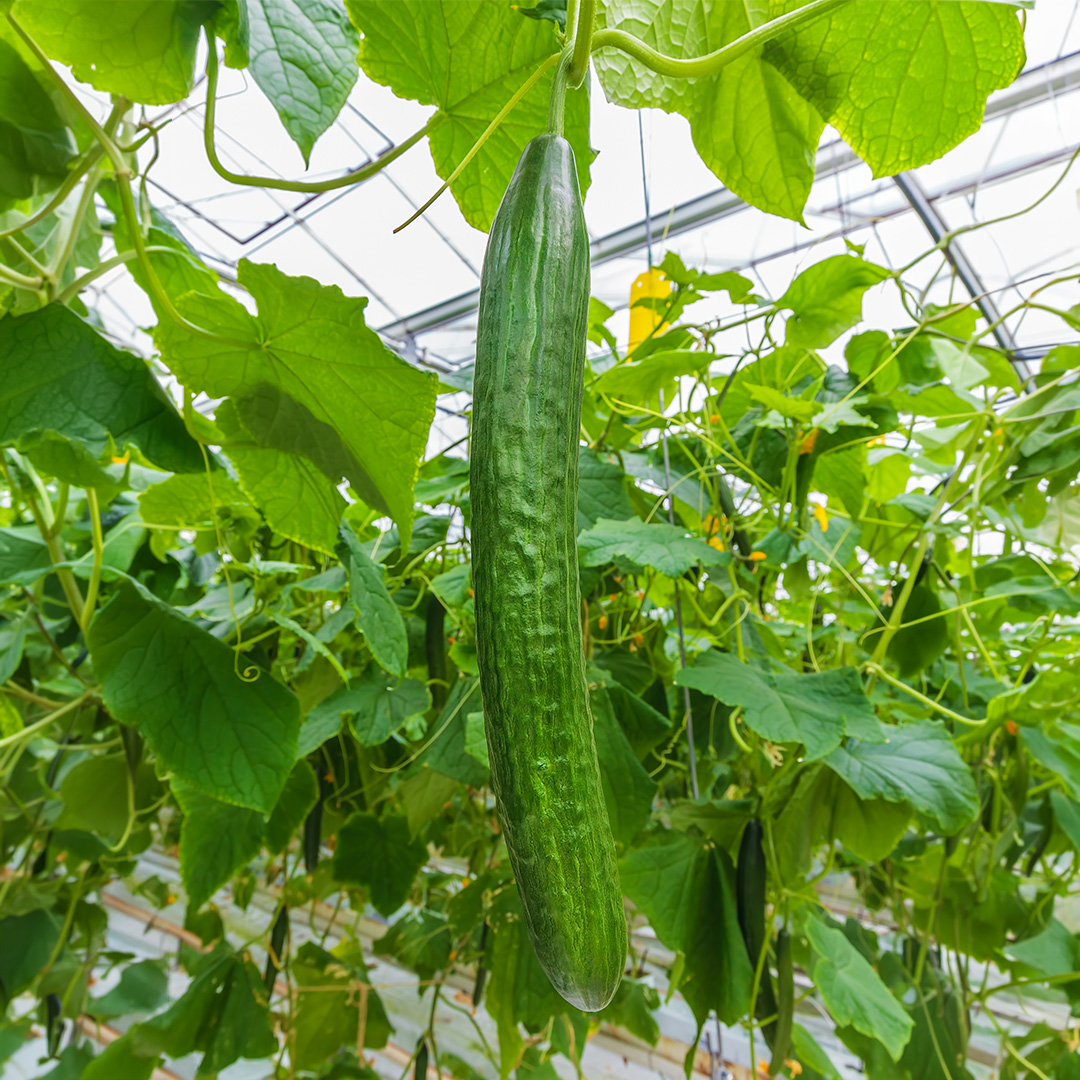 Cucumber Telegraph (Greenhouse) - Image 2