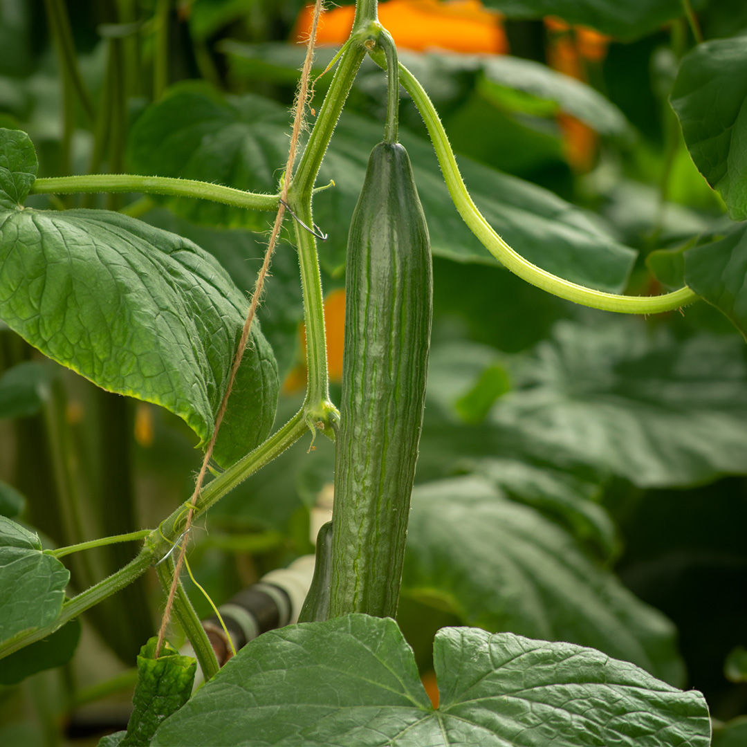 Cucumber Telegraph (Greenhouse) - Image 3