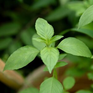 Herb Basil Lemon