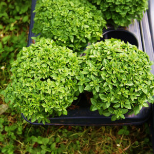 Herb Basil Spicy Globe Bush