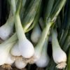 Onion Bunching - White Lisbon Winter Hardy