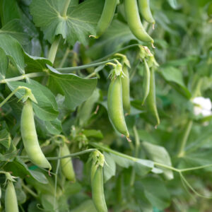 Green Delikett Pea Pods growing on the vine with leafy green foliage