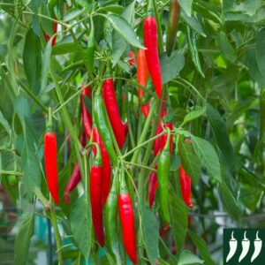 Pepper Hot Mirch Masala