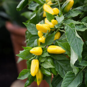 Sweet yellow pepper Lemon Dream growing on the plant with green foliage