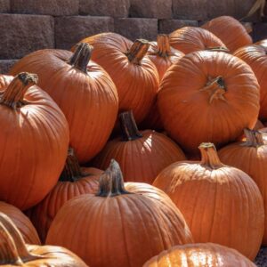 Pumpkin Howden