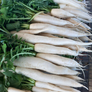 Freshly harvested White Icicle Radishes with Green leaves in a pile