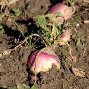 Swede Best of All growing in the soil