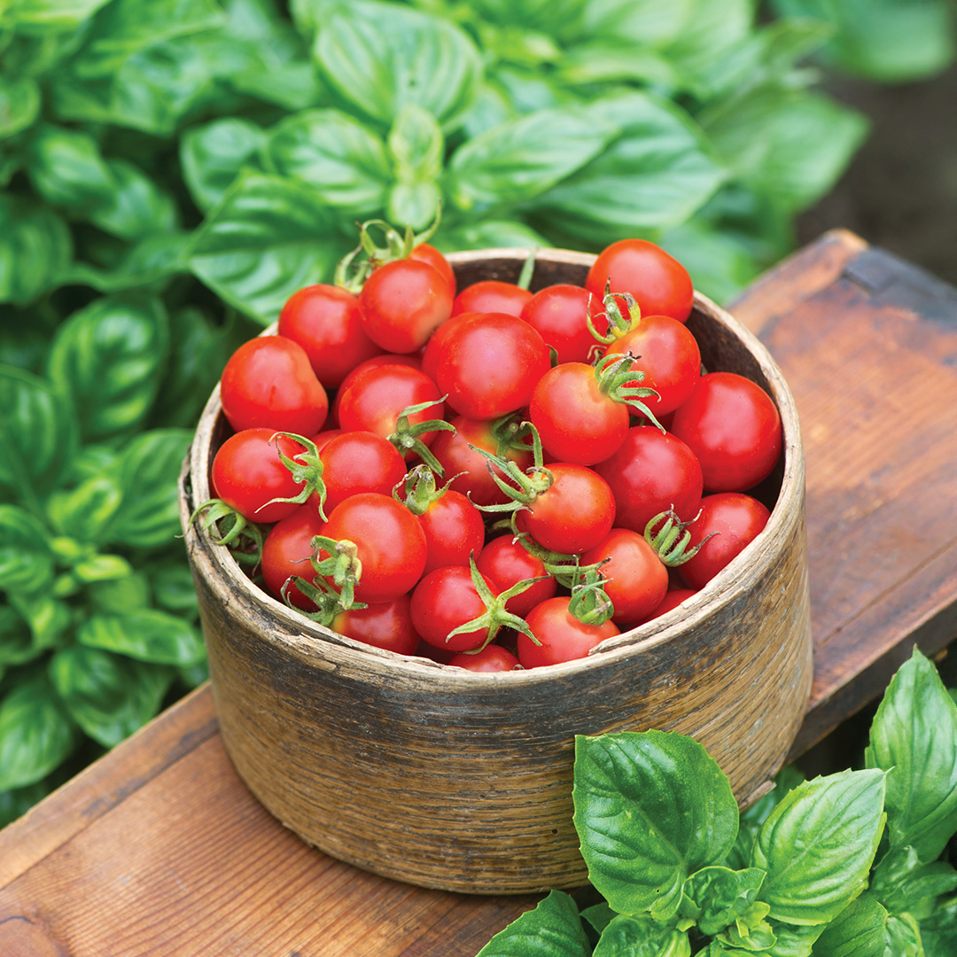 Tomato Baby Boomer F1