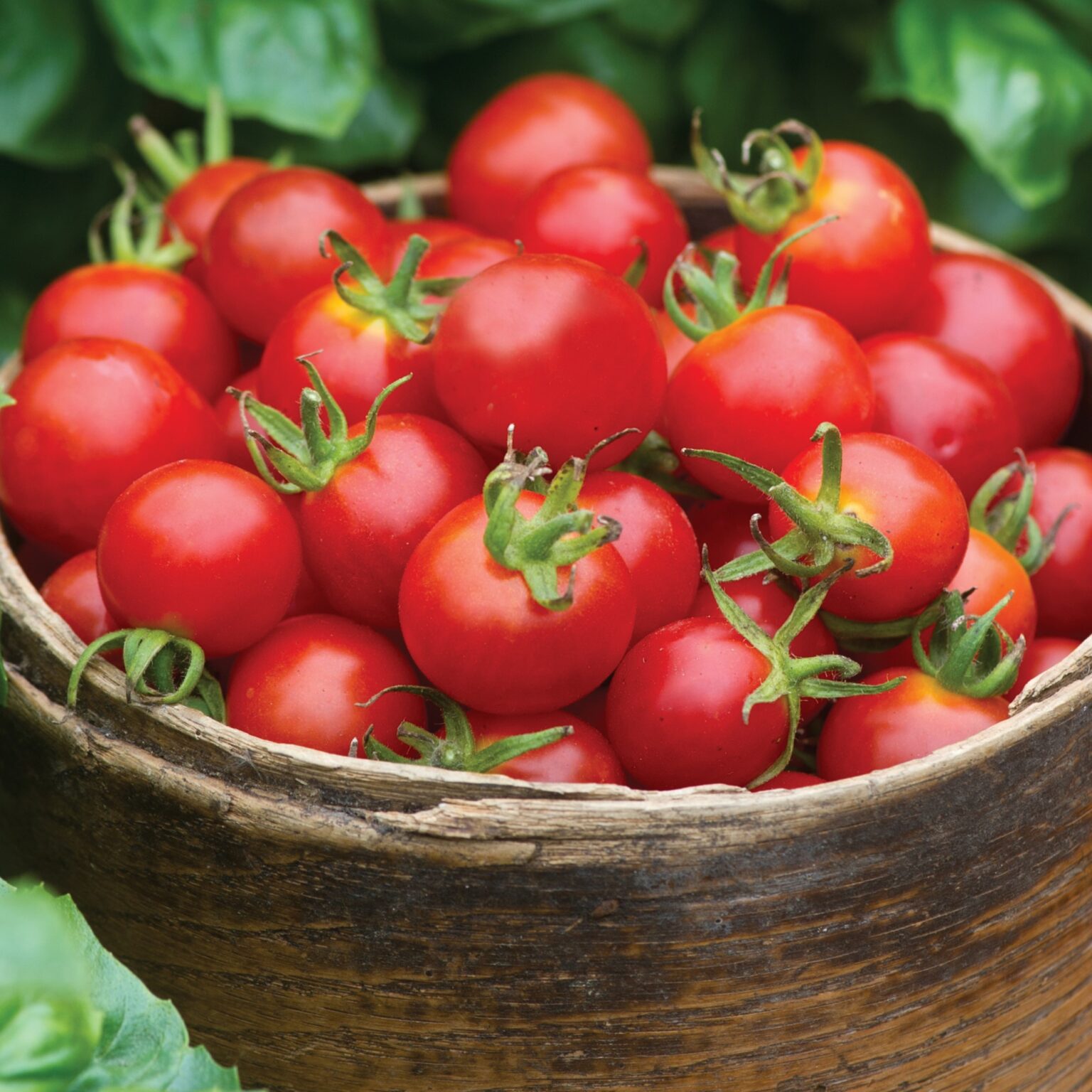 Tomato Seeds Premier Seeds Direct