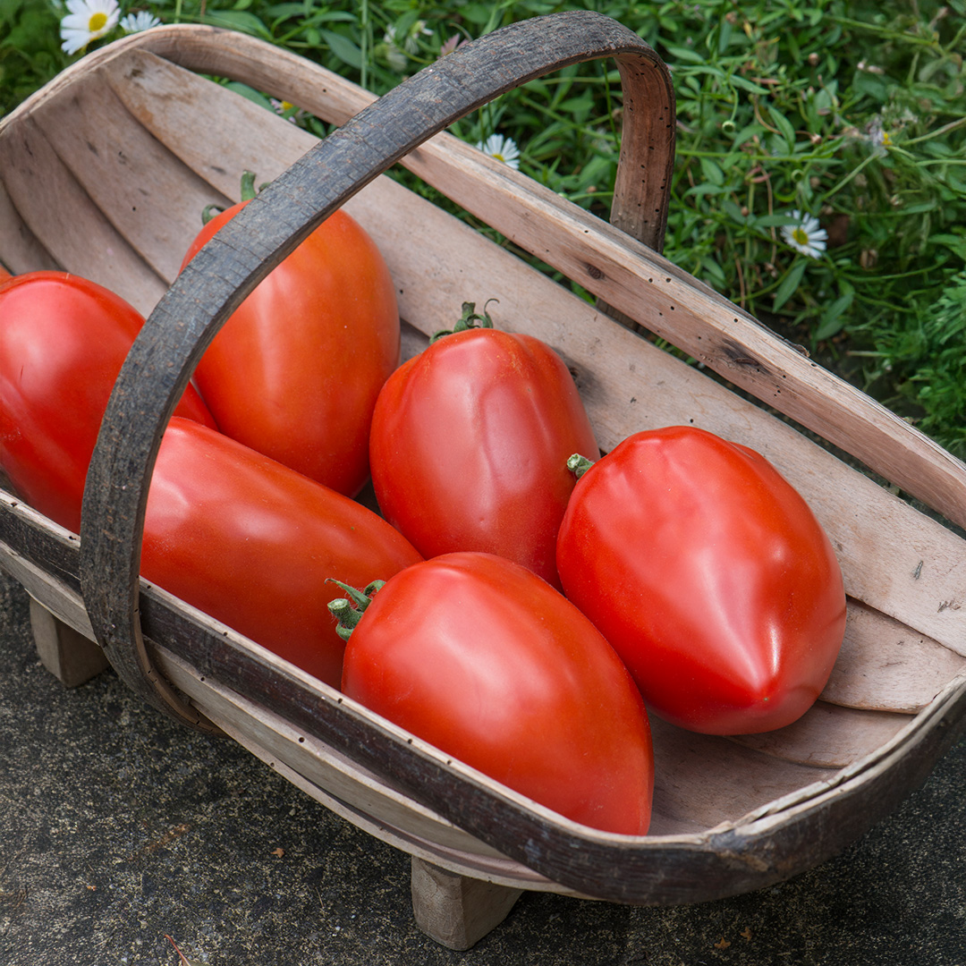 Tomato Big Mama F1 - Image 2