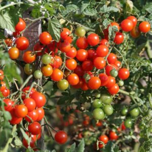 Tomato Cherry - Cerise