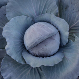 Cabbage Rococo F1