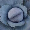 Cabbage Rococo F1