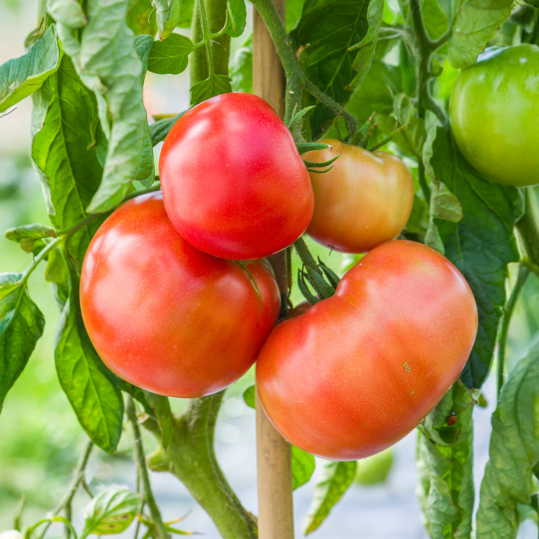 Tomato Steak Sandwich