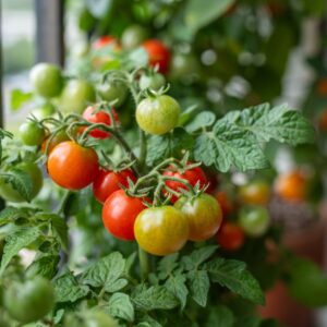 Tomato Veranda Red