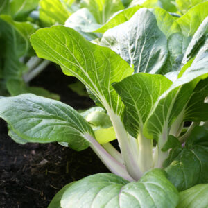 Cabbage Pak Choi White Stem