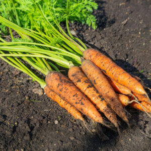 Carrot Berlicum