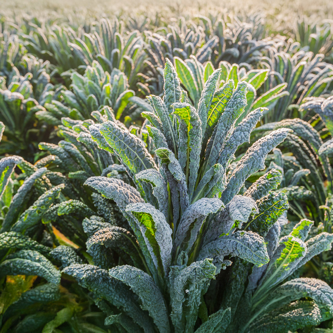 Kale Borecole Nero Di Toscana Black Tuscan - Image 3
