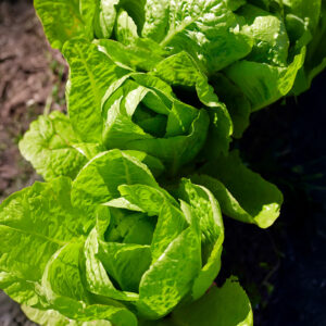 Romaine Cos Parris Island lettuce growing in the soil