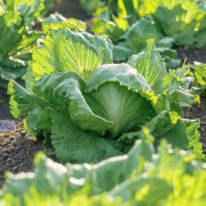 Saladin Iceberg Lettuce growing in a field