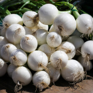 Onion Paris Silverskin (Pickling)