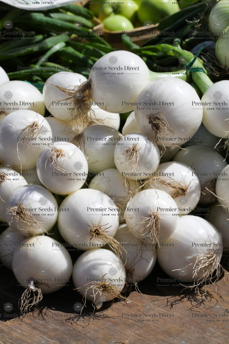 Onion Pickling Paris Silverskin Premier Seeds Direct