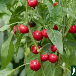 Hot Chilli Pepper - Large Red Cherry