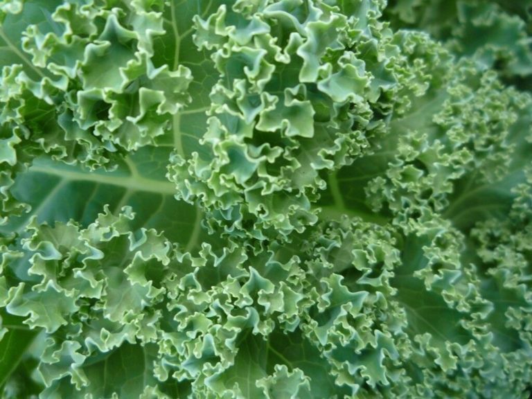 Kale Borecole Vates Blue Curled Premier Seeds Direct